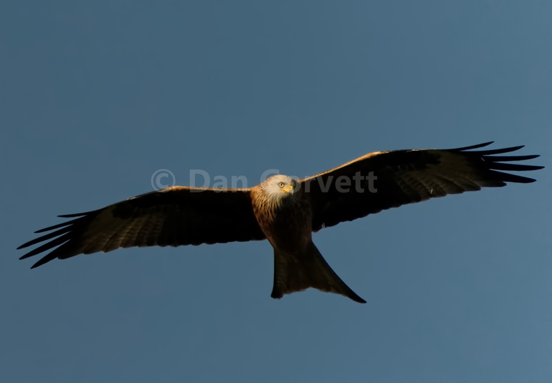 RedKite head 3 (2).jpg