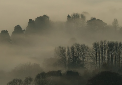 Misty woodland, Exmoor