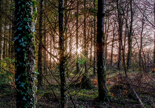 Trees Sunstar