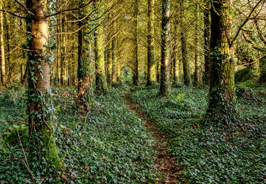 The path lights up 