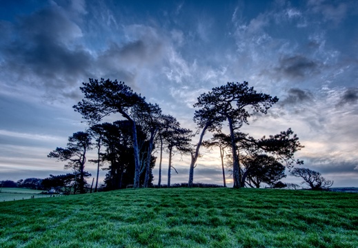 Sunrise over ancient trees