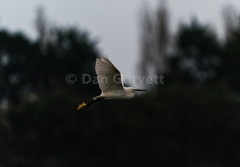 Fly Egret web.jpg