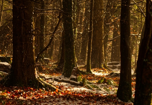 Exmoor winter woodland