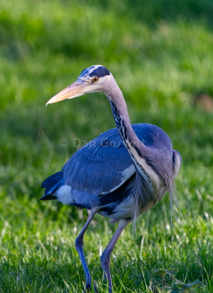 heron focus front  crop web.jpg