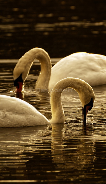 swans best final web.jpg