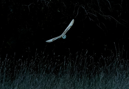 Barn Owl- Silent Hunter