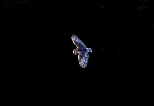 A Barn Owl in splendor